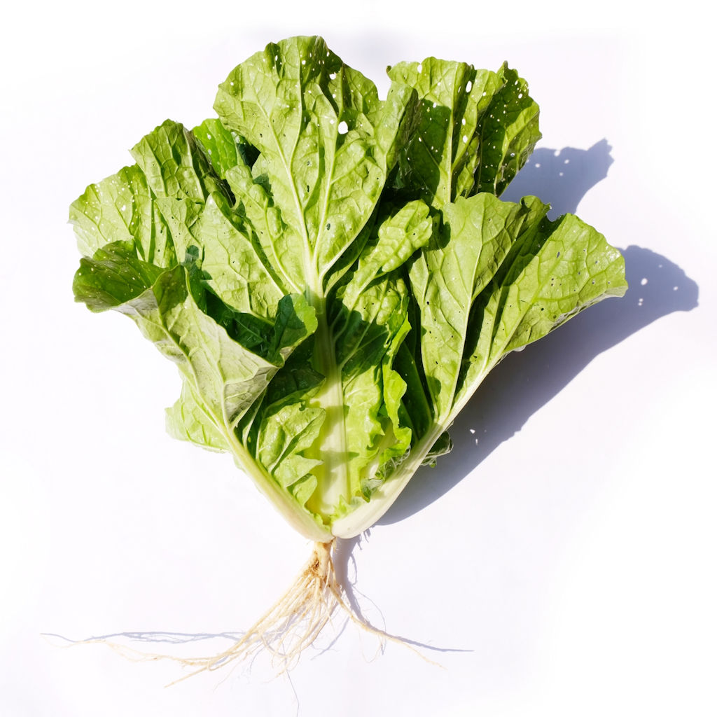 Chinese Cabbage (เบา)