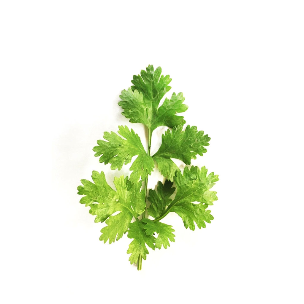 Coriander